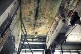 Best Forensic Mold Investigation  in Pawhuska, OK